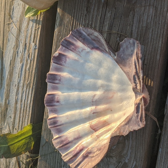 Lions Paw GIANT scallop shell 🐚 Nodiprctin Nodosus RARE big shell #beach - Picture 3 of 5